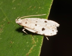 Autosticha calceata