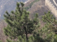 Pinus tabuliformis