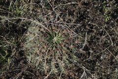 Ferocactus macrodiscus macrodiscus