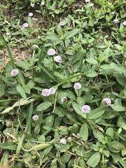 Spilanthes leiocarpa