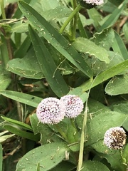Spilanthes leiocarpa