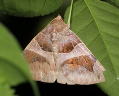 Bastilla arcuata
