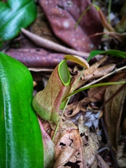 Nepenthes distillatoria