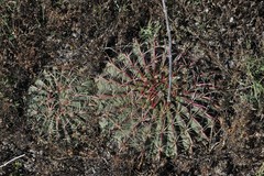 Ferocactus macrodiscus macrodiscus