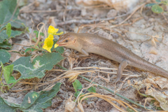 Trachylepis socotrana