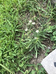 Erigeron bonariensis