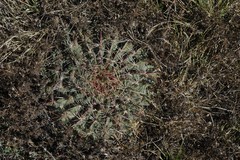 Ferocactus macrodiscus macrodiscus