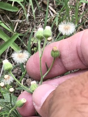 Erigeron bonariensis