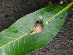 Bradybaena similaris