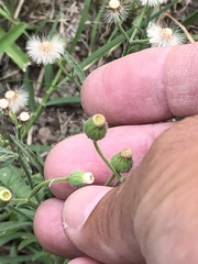 Erigeron bonariensis
