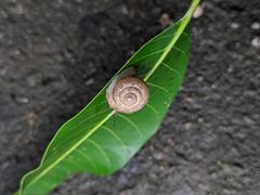 Bradybaena similaris