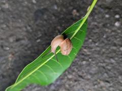 Bradybaena similaris