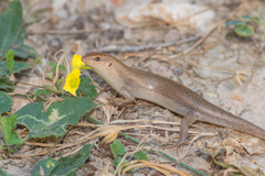 Trachylepis socotrana