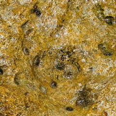 Siphonaria laciniosa