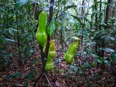 Nepenthes distillatoria