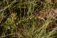 Selago densiflora