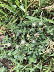 Erigeron bonariensis