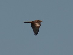 Accipiter melanoleucus