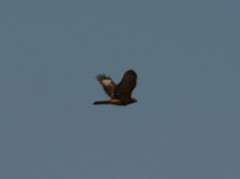 Accipiter melanoleucus