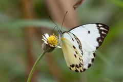 Belenois calypso calypso
