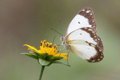 Belenois creona creona
