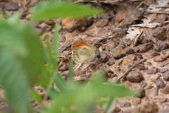 Colotis euippe euippe