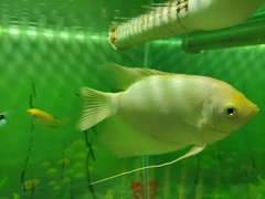 Osphronemus goramy