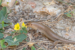 Trachylepis socotrana