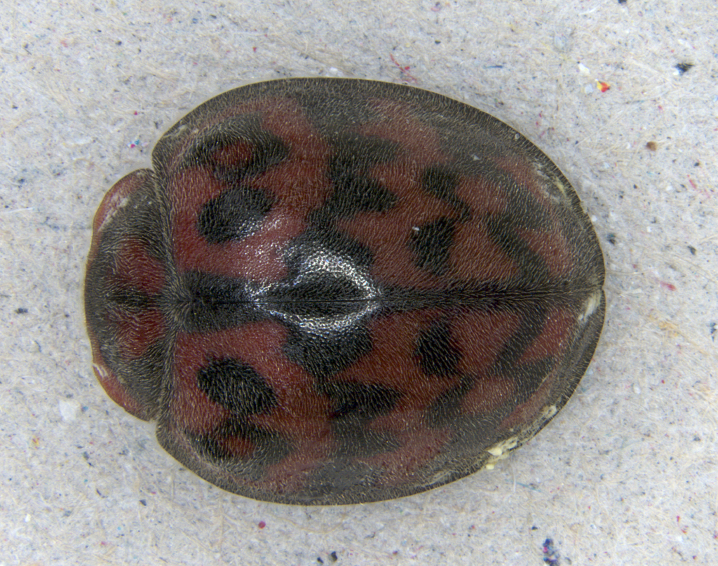 Exoplectra fulgurata
