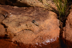 Orthetrum julia falsum