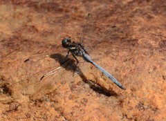 Orthetrum julia falsum