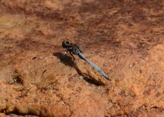 Orthetrum julia falsum