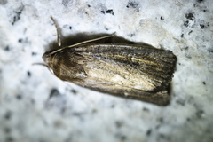 Athetis dissimilis
