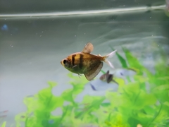 Gymnocorymbus ternetzi