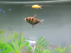 Gymnocorymbus ternetzi