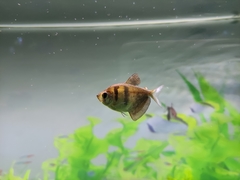 Gymnocorymbus ternetzi