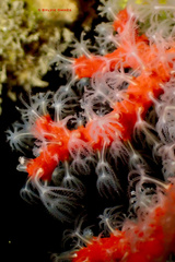 Corallium rubrum