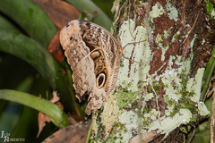 Caligo beltrao