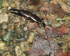 Chelisochinae
