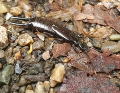 Chelisochinae