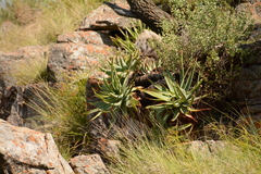 Aloe mutabilis