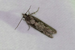 Epinotia celtisana