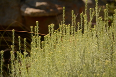 Helichrysum kraussii
