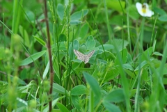 Isturgia murinaria