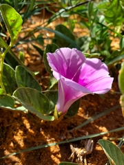 Ipomoea holubii