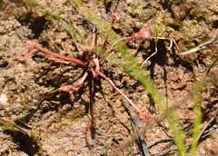 Drosera collinsiae