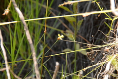 Xyris capensis