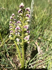 Disperis cardiophora