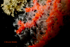 Corallium rubrum