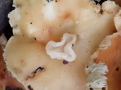 Carcinomyces effibulatus